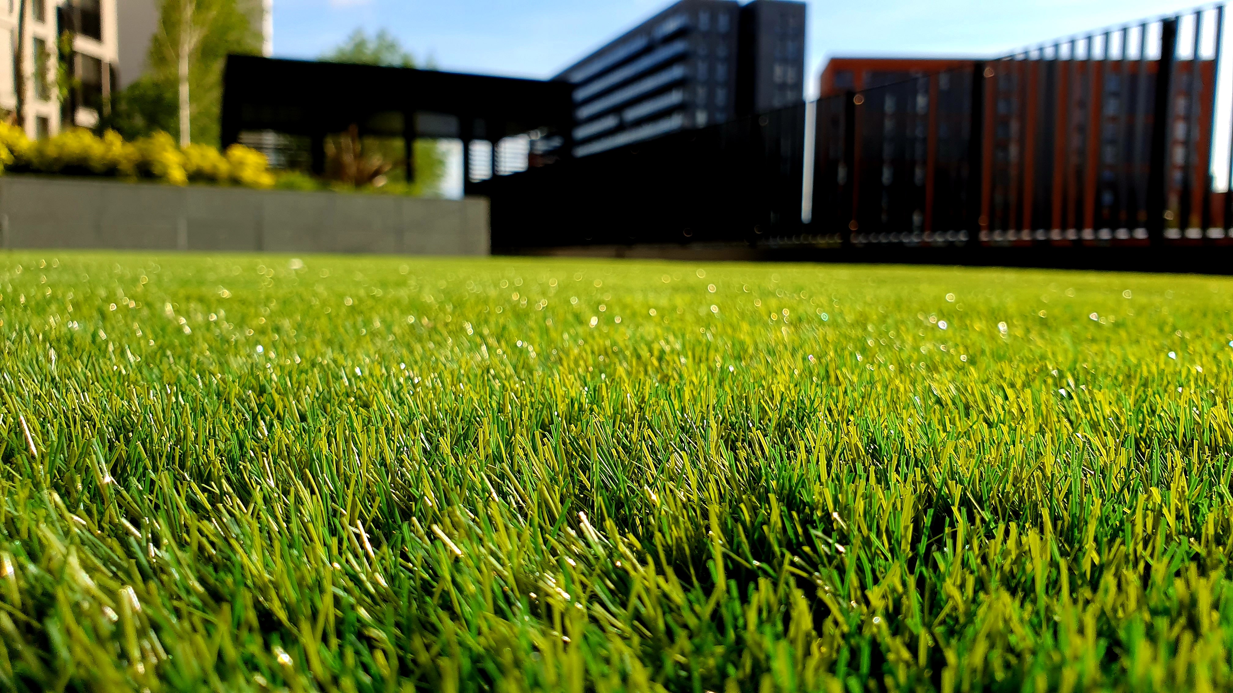 closeup of grass on a residential lawn