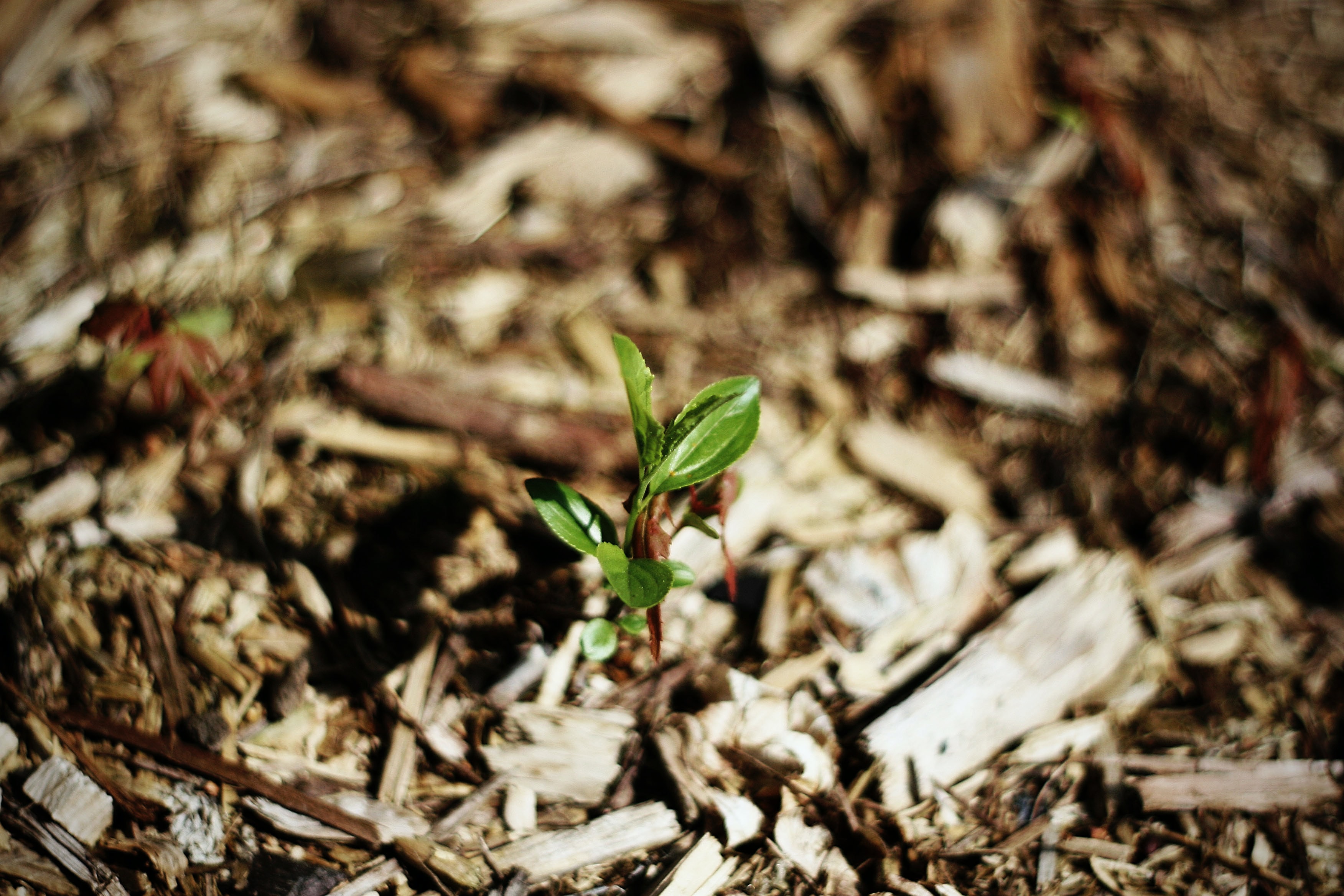 A green shoot growing out of a bed of mulch.