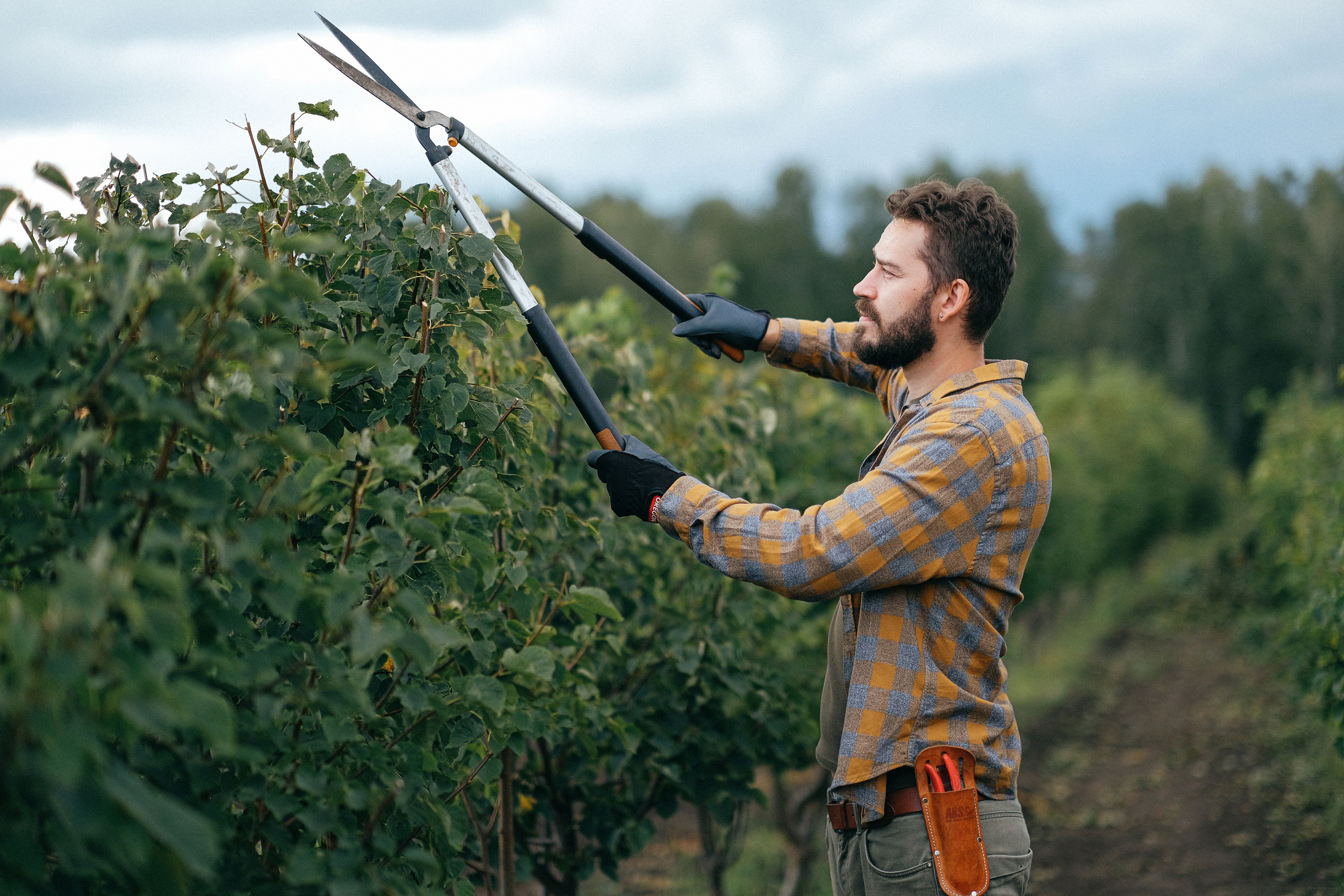a man with a beard in a blue and yellow plaid shirt performs a tree pruning service