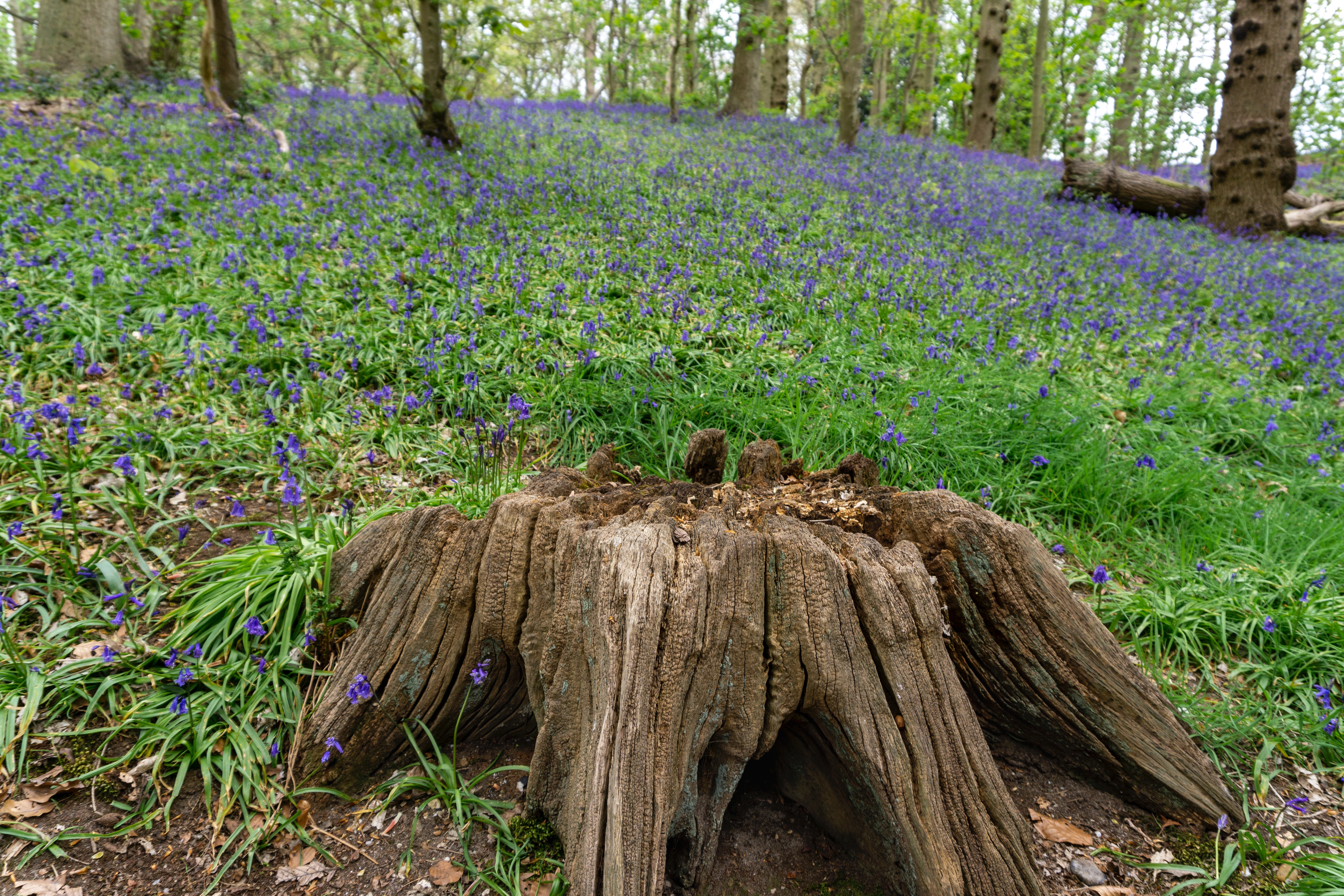 An old tree stump in a small field