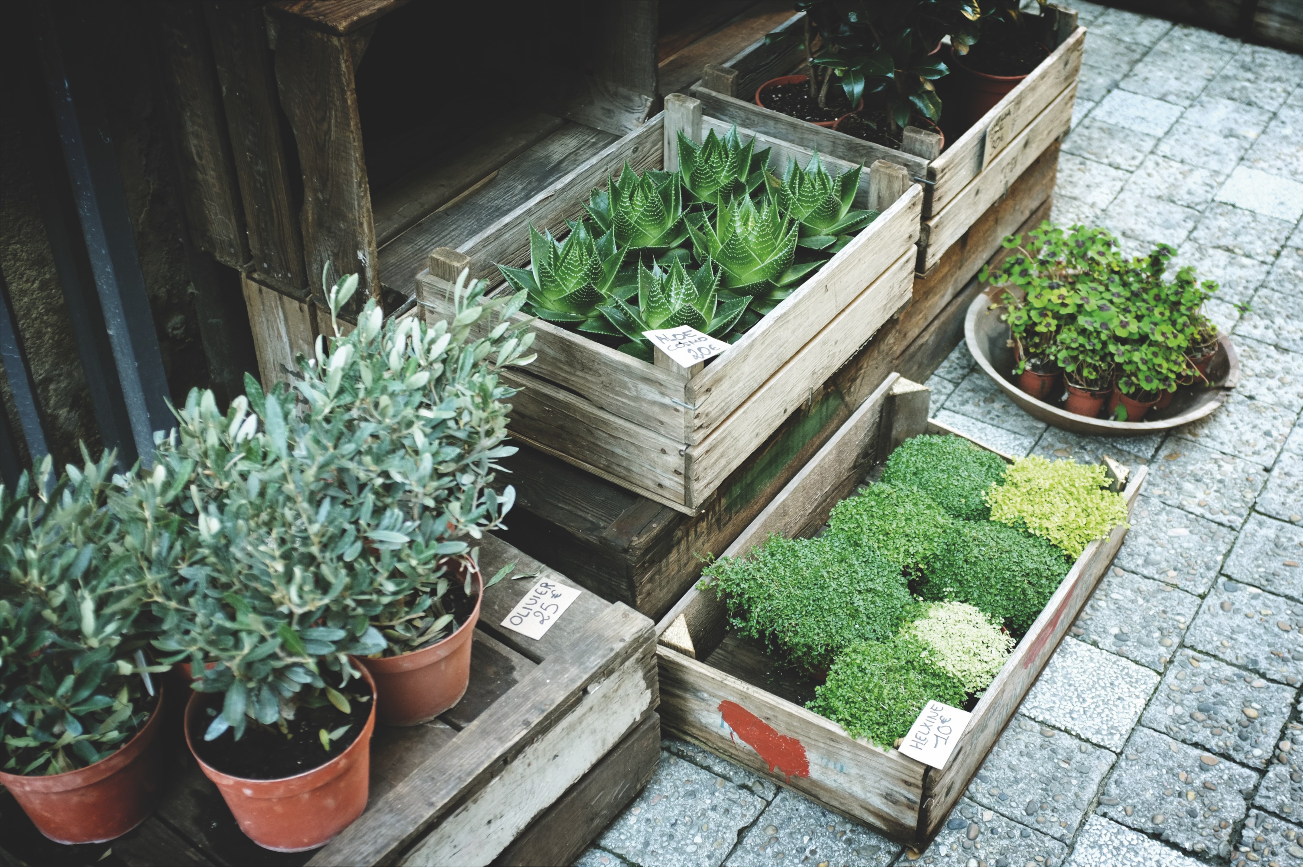 Stone paving with crates of green plants