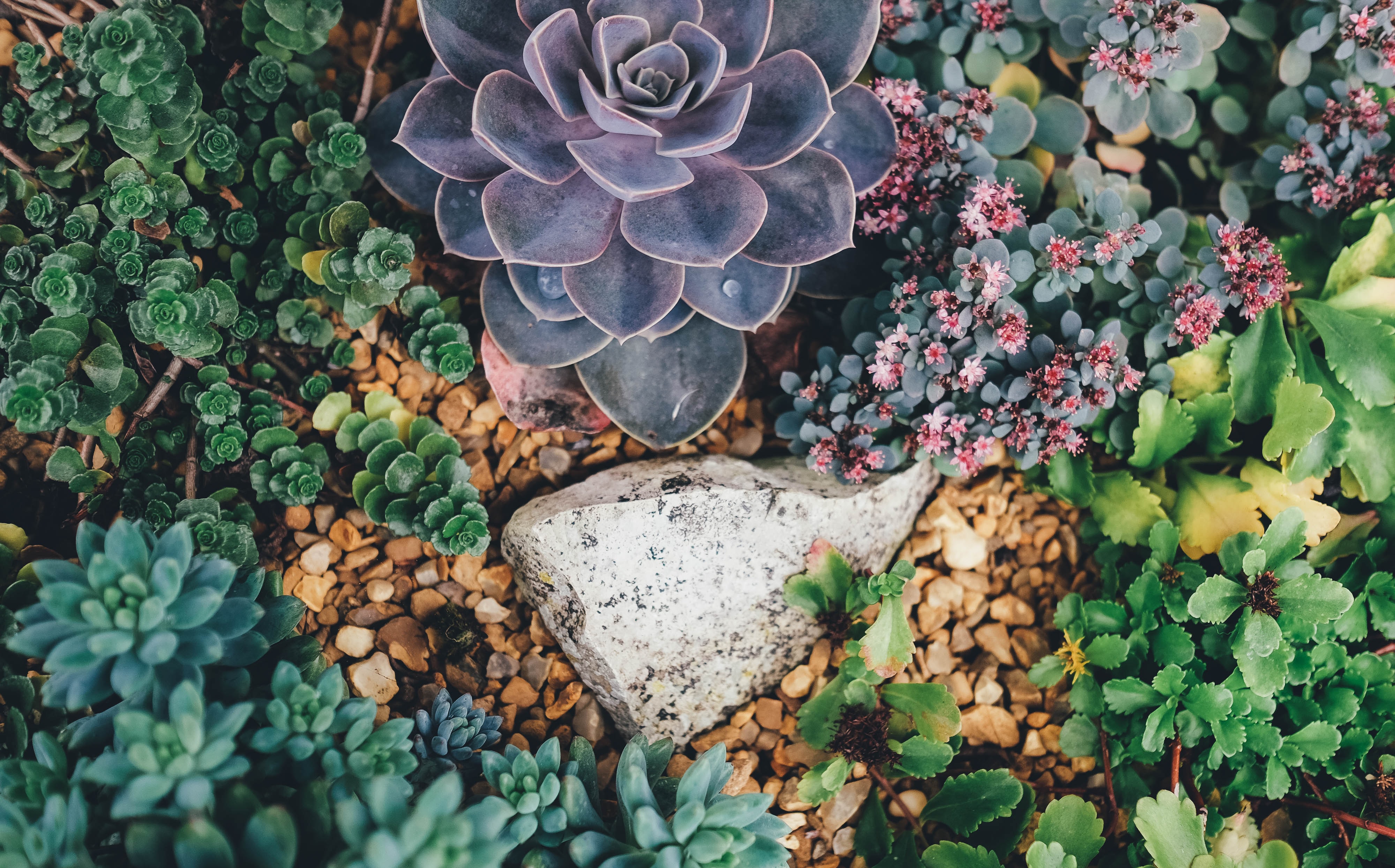 Succulent plants in gravel bed